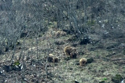 Tunceli’de kış uykusundan uyanan ayılar yiyecek ararken görüntülendi