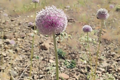 Tunceli’nin tescilli dağ sarımsağı yok olma tehditi altında