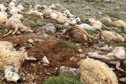 Tunceli'de yıldırım isabet eden 200 koyun telef oldu