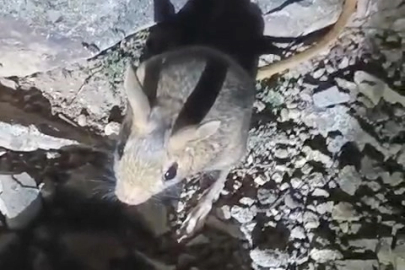 Tunceli’nin Doğasında Ender Görülen Misafir