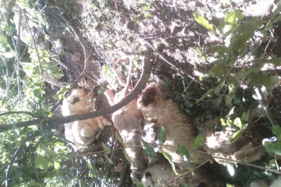Tunceli’de kurt saldırısı sonucu oluşan izdihamda 30 koyun telef oldu