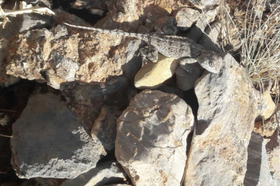 Tunceli’de kırmızı listede bulunan ‘Bozkır Keleri’ görüldü