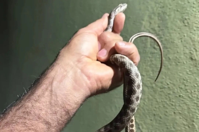 Tunceli’de eve giren yılanı ekipler çıkardı