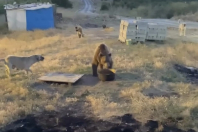Tunceli’de karakolun davetsiz misafiri: Bozayı