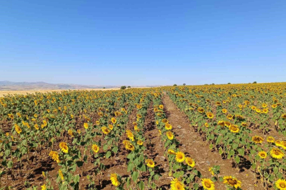 Çemişgezekli çiftçi, ilçede ilk kez yağlık ayçiçeği üretimi yaptı