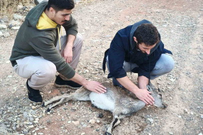 Köpeklerin saldırdığı yavru dağ keçisini 3 kilometre sırtında taşıdılar
