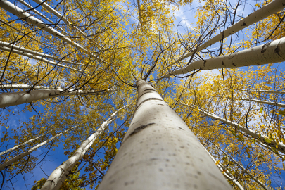 Salördek ormanları sonbaharda doğayla buluşmak isteyenleri ağırlıyor