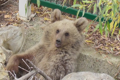 Yavru ayıyı vuran mermiler balistik incelemeye gitti