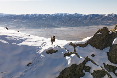 Endemik Bitkiler ve Vahşi Yaşamın Adresi: Tunceli Dağları