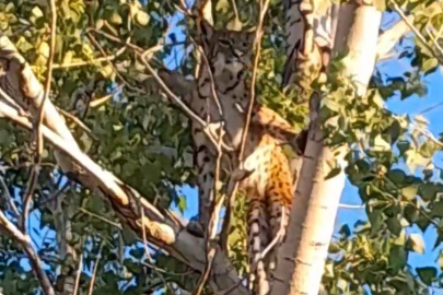 Öldürmenin cezası 45 milyon TL ve beş yıl hapis