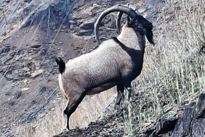 Tunceli’de Uçurum Kenarında Tehlike Anı: Anadolu Yaban Keçisi Köpeklerin Saldırısından Son Anda Kurtarıldı