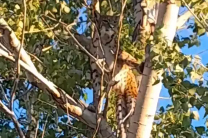 Bilim Adamlarını da Yanılttı: Şimdilik Anadolu Parsı değil Vaşak