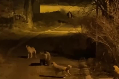 Anne ayı ve yavruları beslenmek için şehre indi