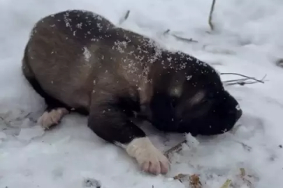 Yavru köpeğe eziyete tutuklama