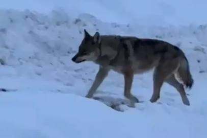 Tunceli’de aç kalan kurt yerleşim alanına indi