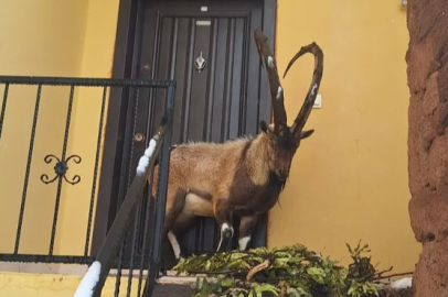Yoğun kar yağışı nedeniyle aç kalan yaban keçisi köye sığındı