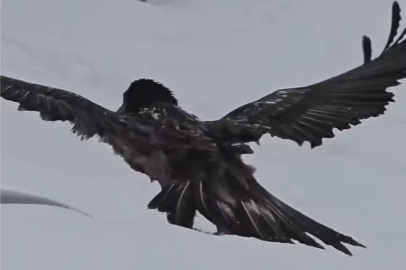 Karlı arazide kara akbaba görüntülendi