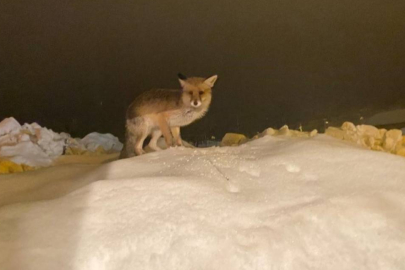 Aç kalan tilkiye şefkat eli: "O yedikçe ben mutlu oldum"