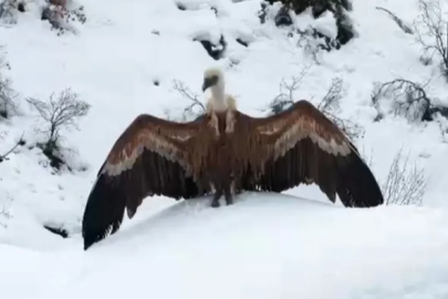 İki kızıl akbaba dron kamerasıyla görüntülendi