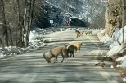 Ovacık yolunda dağ keçisi sürüsü yolu kapladı