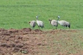 Türkülere konu olan turnalar Tunceli’de görüntülendi