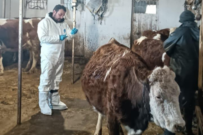 Tunceli’de Hayvan Sağlığı İçin Büyük Seferberlik: 2026 İlkbahar Şap Aşılama Kampanyası Başladı