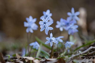 İksor Vadisi'nde mavi kardelenler açtı
