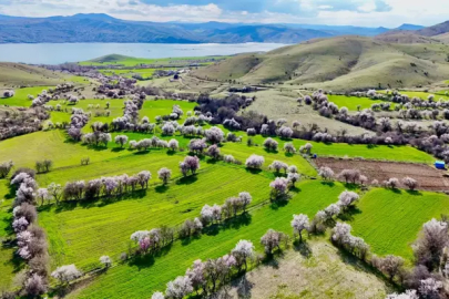 Badem ağaçları çiçek açtı; manzara dron ile görüntülendi