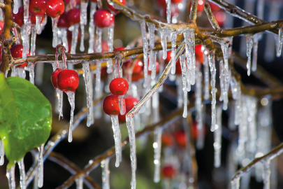 Tunceli’de Zirai Don Alarmı: Üreticiler İçin Kritik Uyarı Geldi!