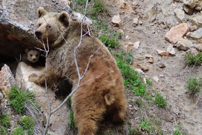 Tunceli’de ayı ve yavrusu dron ile görüntülendi