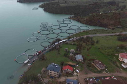 Uzunçayır Baraj Gölü’nde bir ilk: 1 buçuk milyon yavru alabalık su ile buluştu