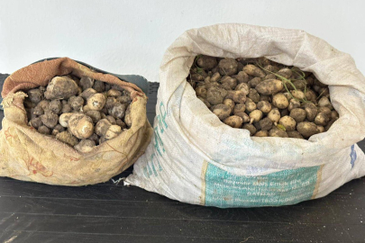 31 Kiloya 2 Milyon Lira: Tunceli’de Kaçak Salep Toplayanlara Dev Ceza!