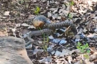 Tunceli’de kocabaş yılan, sincabı avladı