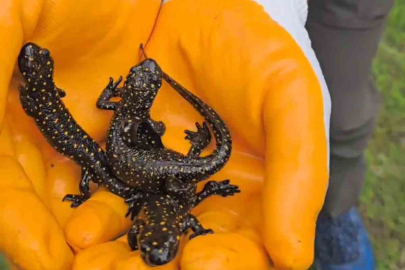 Tunceli’de benekli semenderler görüntülendi