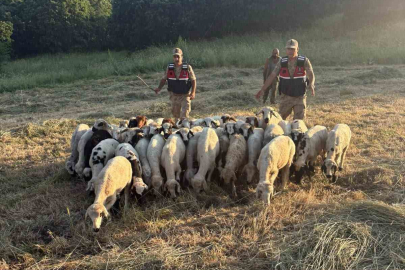 Tunceli’de kayıp küçükbaş hayvanlar dron desteğiyle bulundu