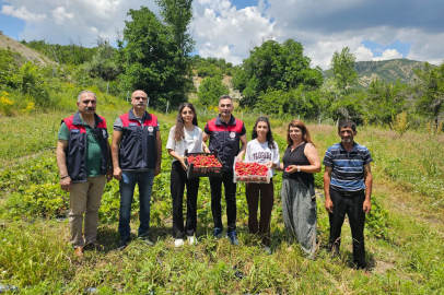 Geyiksuyu'nda Albion Çilek Hasadı Coşkusu: Kadın Çiftçilerimiz Üretiyor, Tunceli Kazanıyor!
