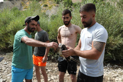 Ağaca çarpıp suya düşen kızıl şahin kurtarıldı